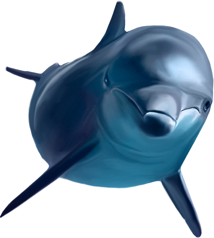 Jumping Dolphin PNG Picture