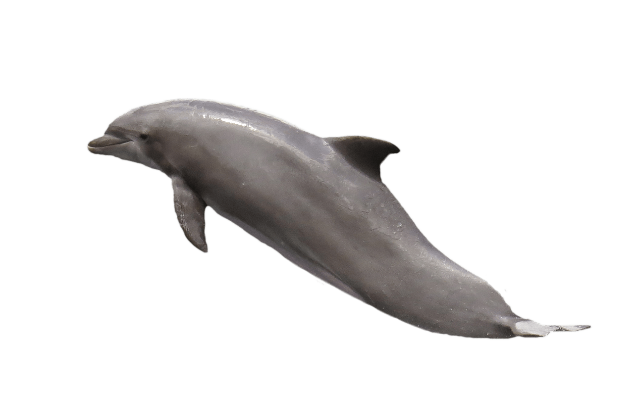 Jumping Dolphin Transparent Background PNG
