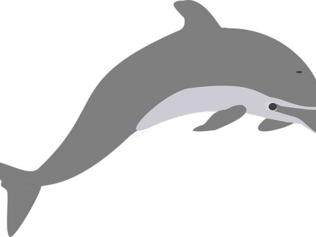 Imagem transparente de golfinho pulando