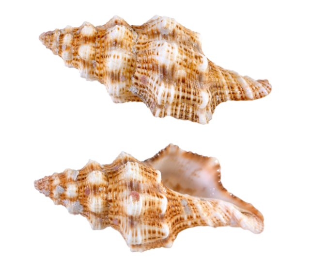Ocean Sea Conch PNG Download Image