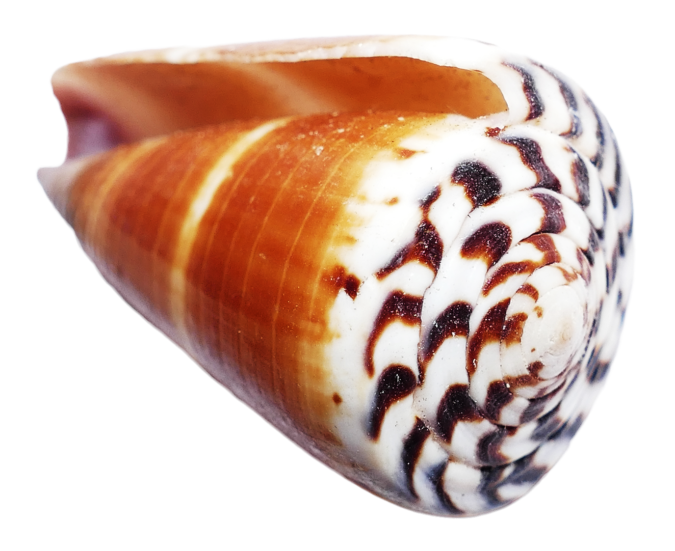 Ocean Sea Conch PNG Image