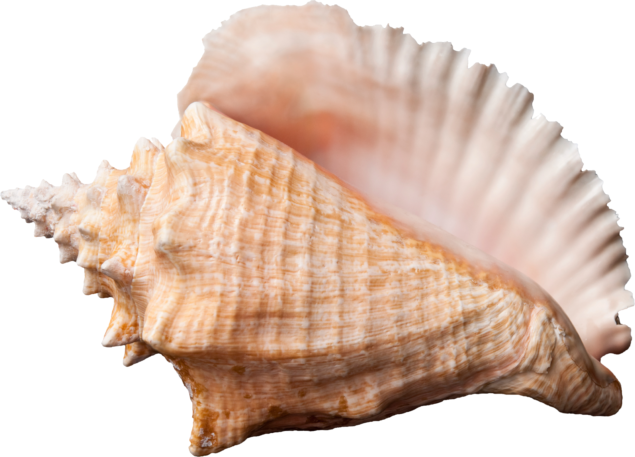 Ocean Sea Conch PNG Transparent Image