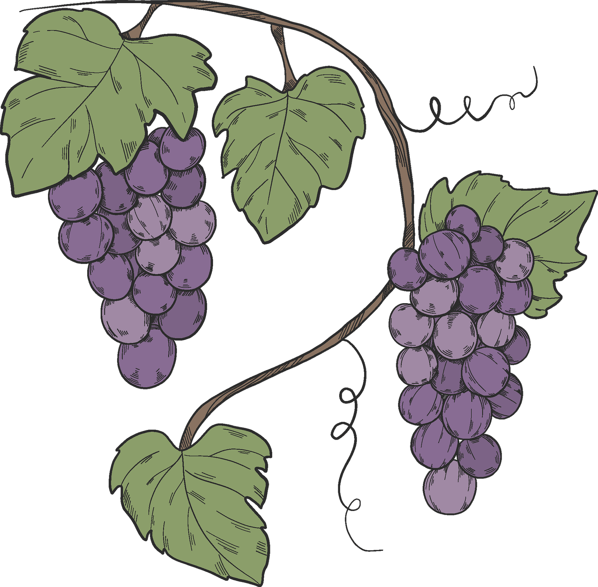 Purple Grapevine PNG Image