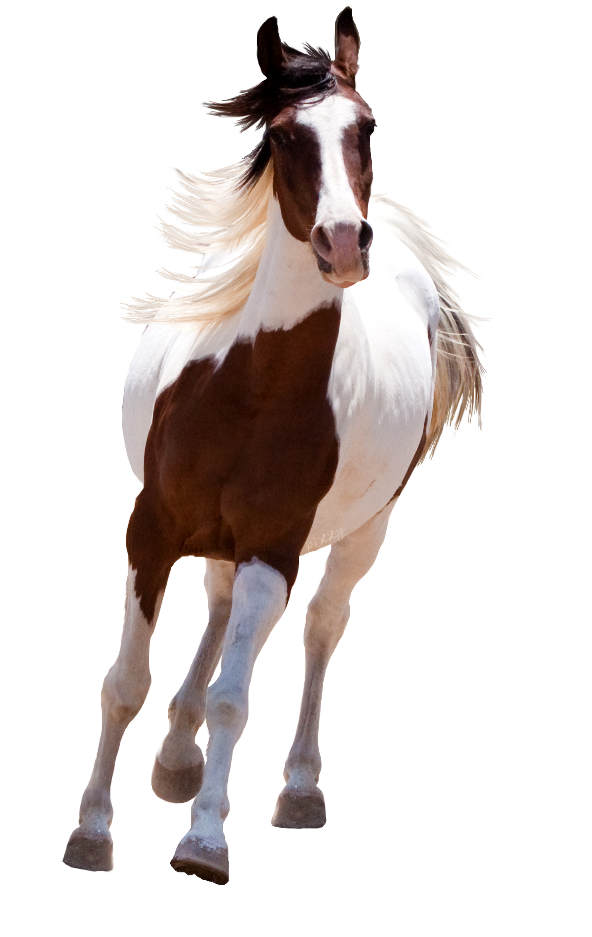Бег коричневой лошади прозрачное изображение