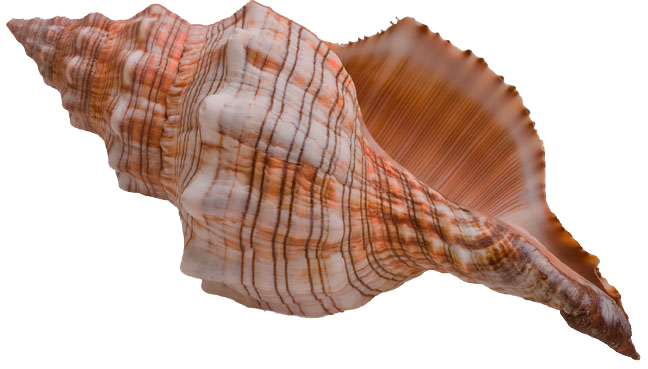 Sea Conch Free PNG Image