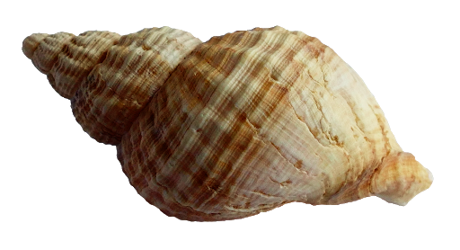 Sea Conch PNG Background Image