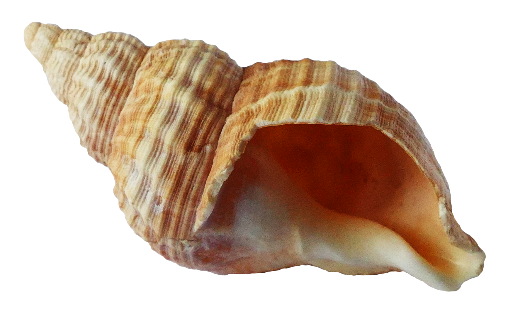 Sea Conch PNG Free Download