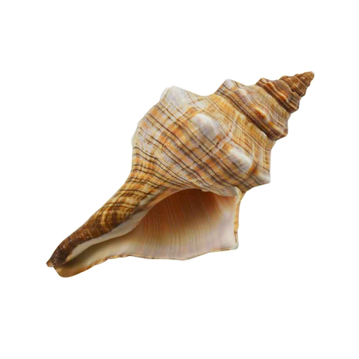 Sea Conch PNG Image Transparent Background
