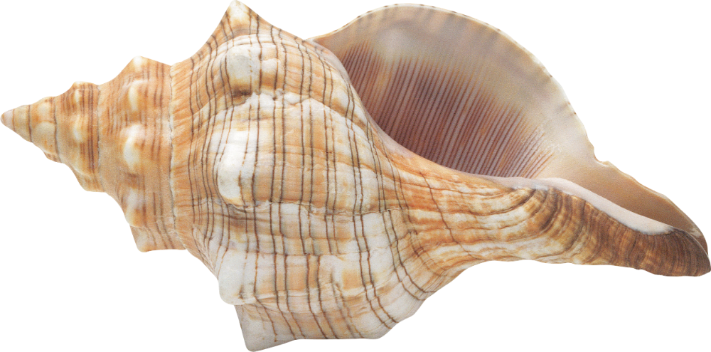 Sea Conch PNG Image
