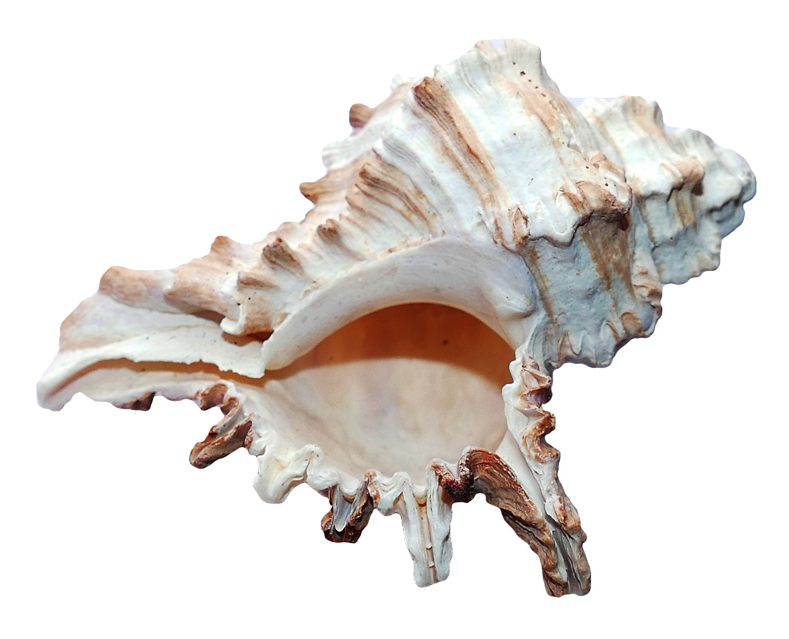 Sea Conch PNG Photo