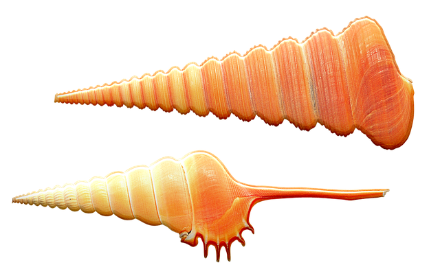 Sea Conch PNG Pic