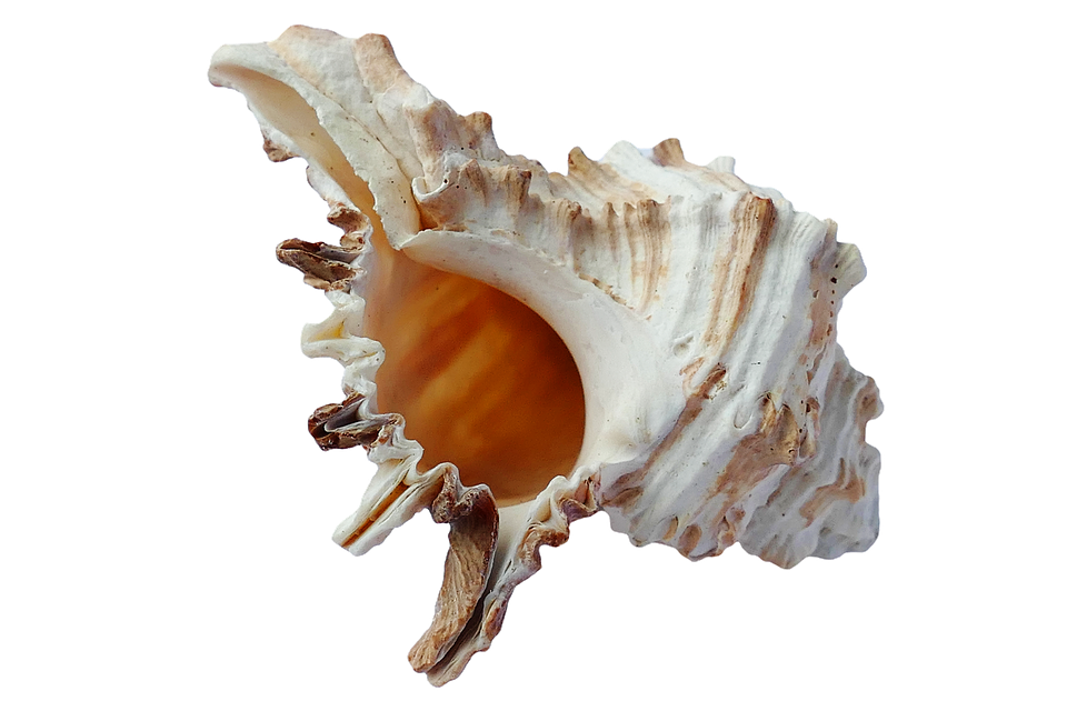 Sea Conch PNG Picture