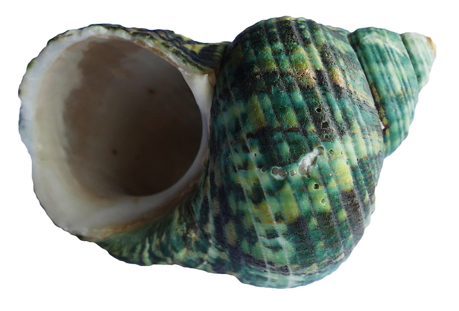 Sea Conch PNG Transparent Image