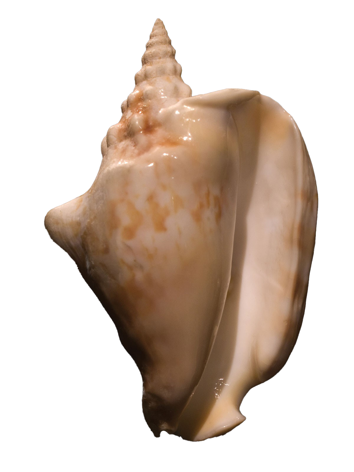Sea Conch Shell Download PNG Image