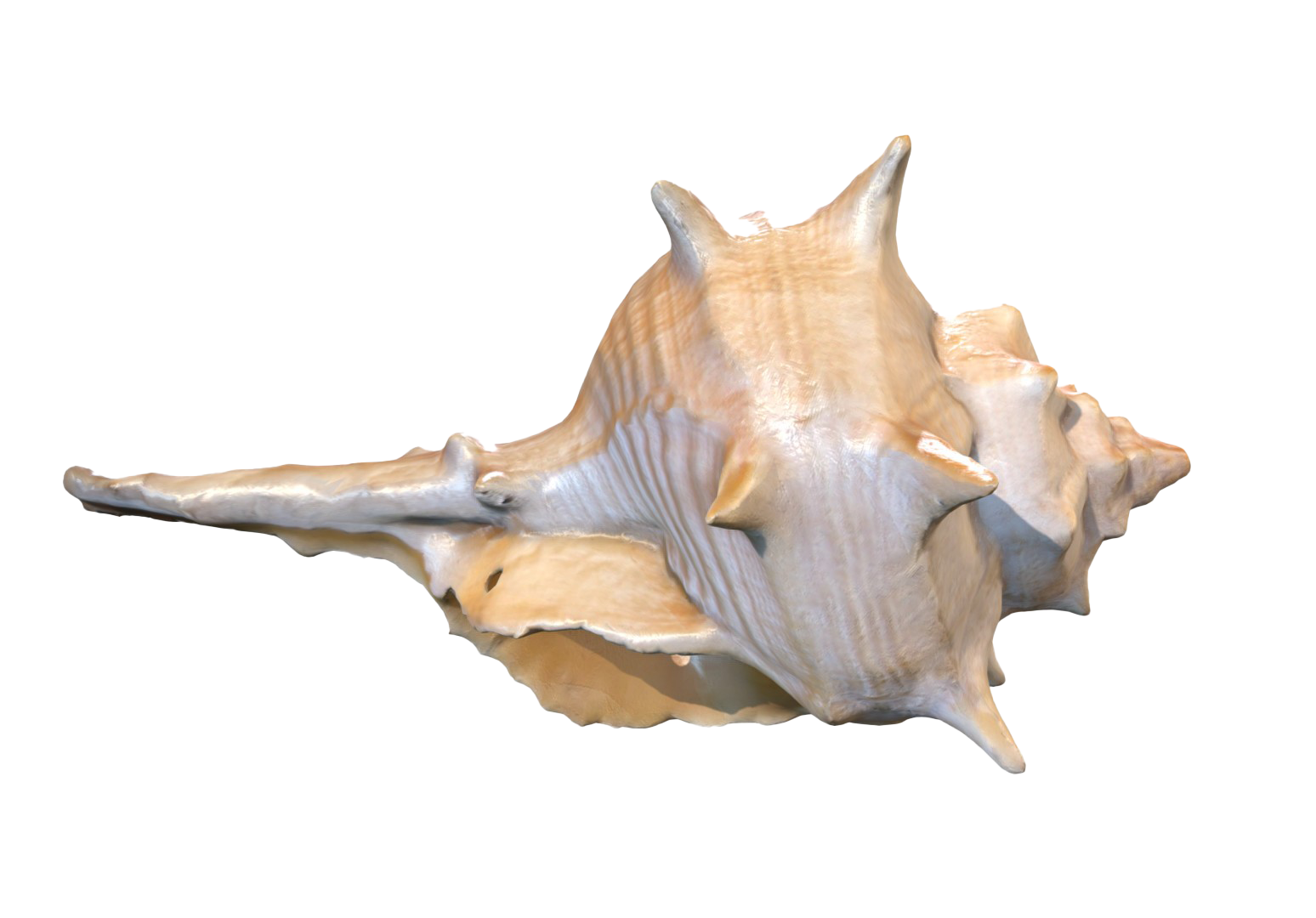 바다 conch 쉘 PNG 배경 이미지입니다