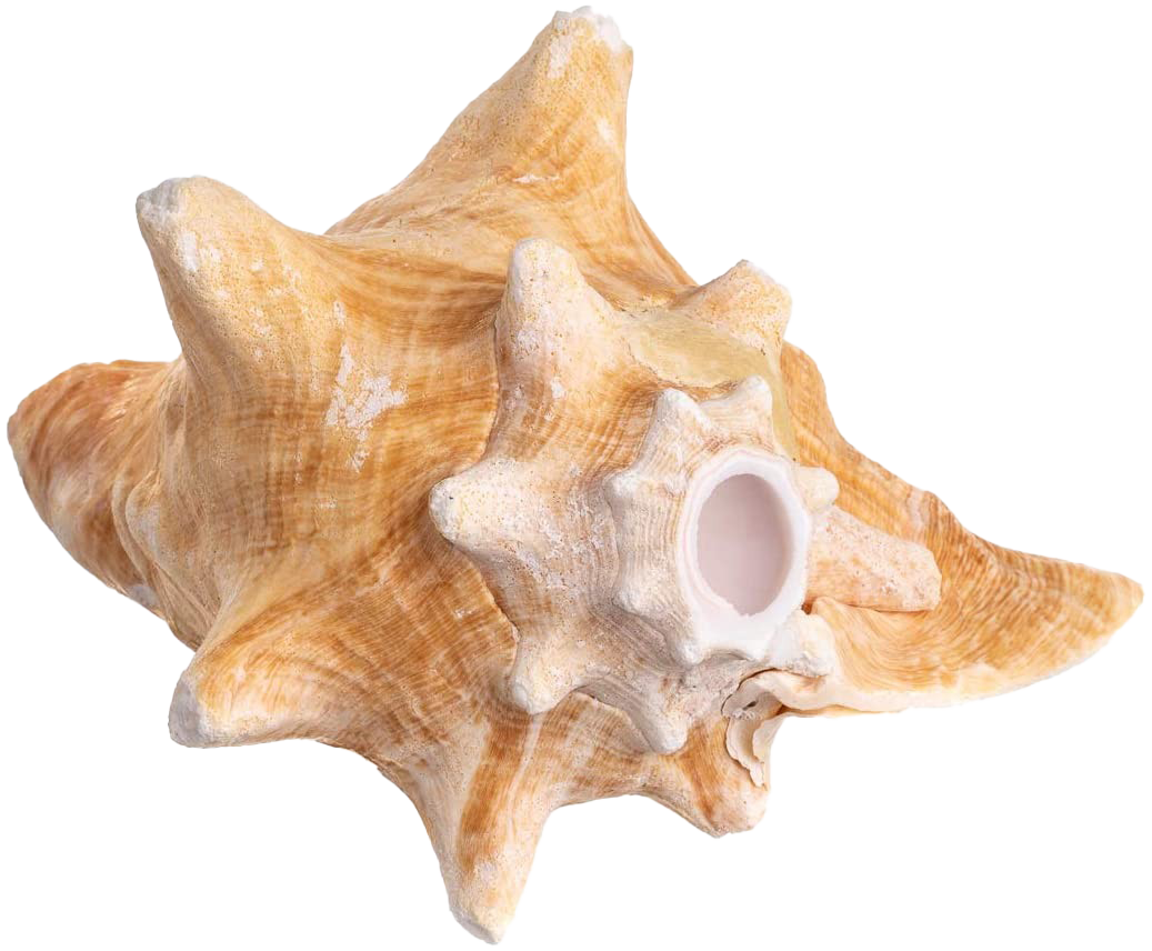 Sea Conch Shell PNG Download Image