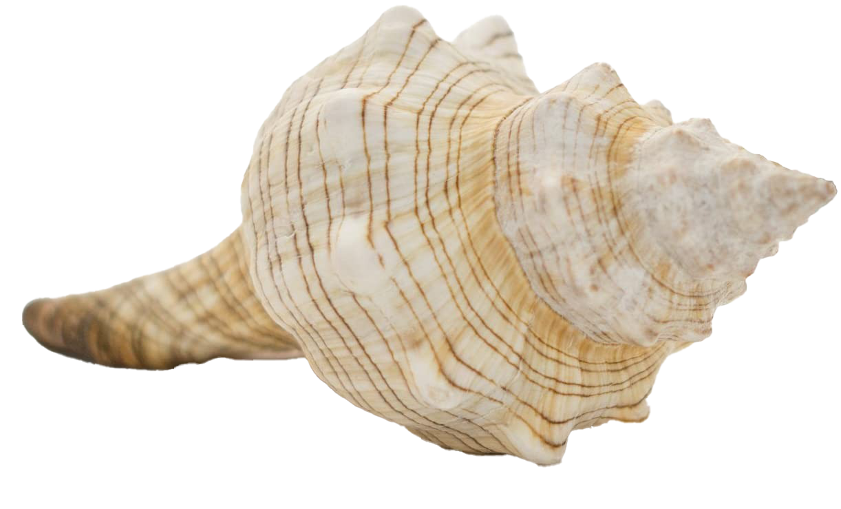 Sea Conch Shell PNG Immagine di alta qualità