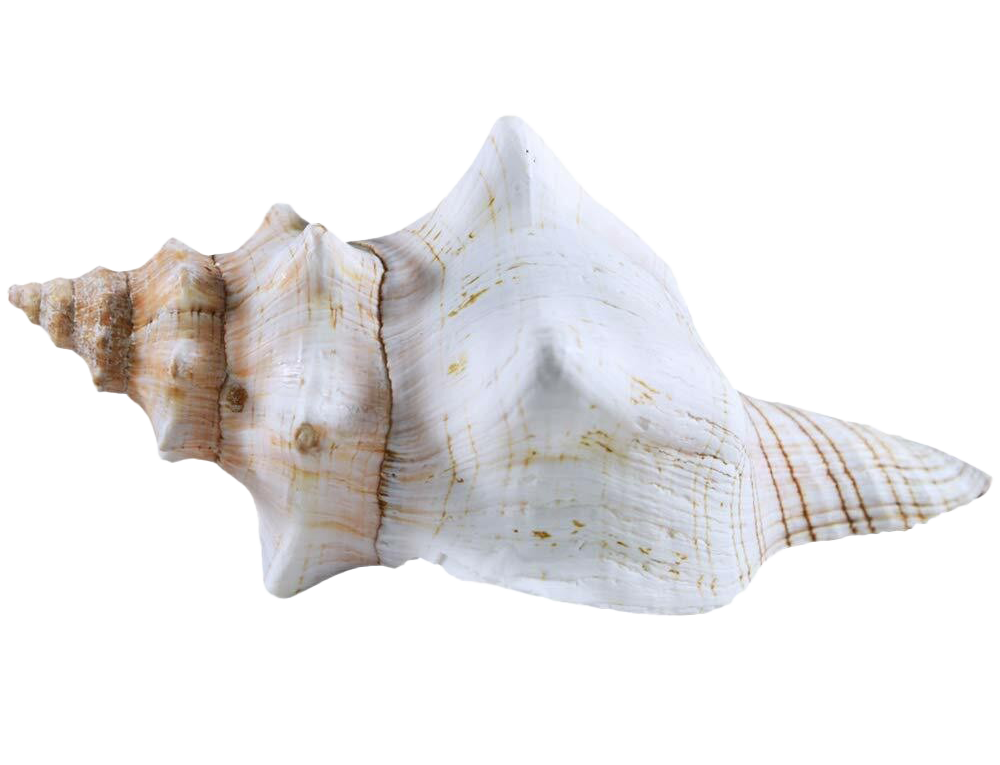 바다 conch 쉘 PNG 이미지 배경입니다