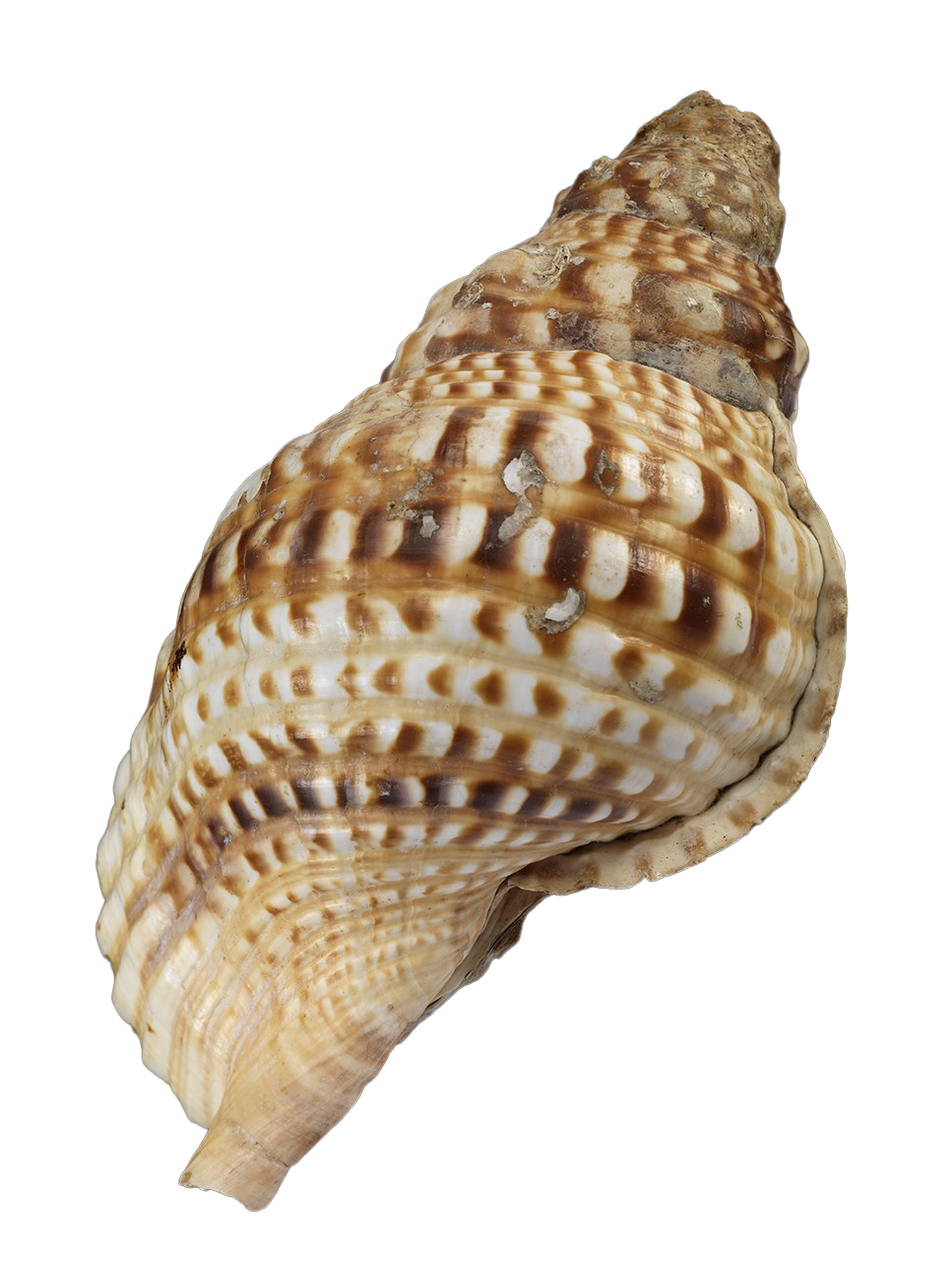 Sea Conch Shell PNG Image Transparent Background