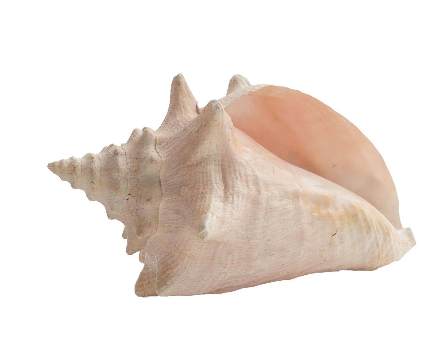 Sea Conch Shell PNG Image Transparent