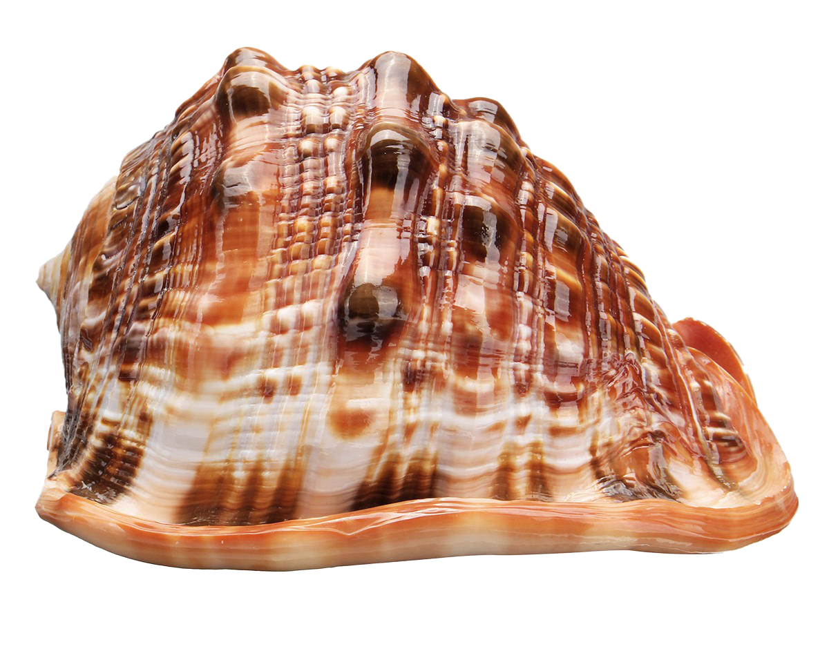 바다 조가비 껍질 투명 이미지