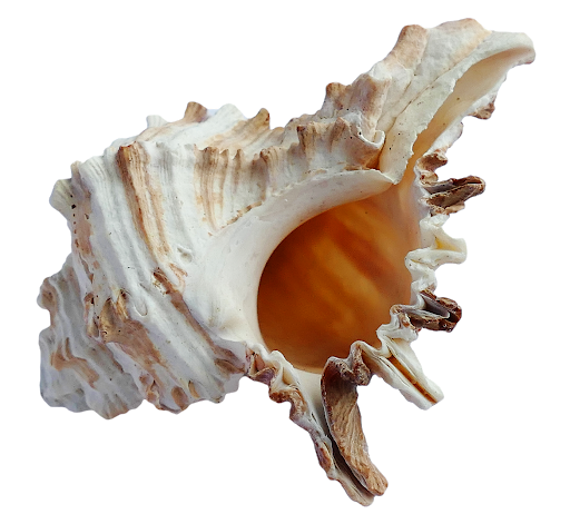 바다 conch 달팽이 껍질 PNG 배경 이미지입니다