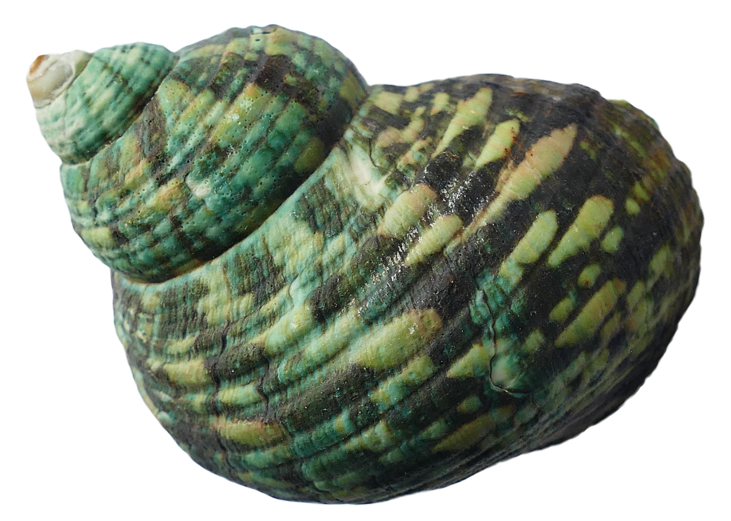 바다 Conch 달팽이 껍질 PNG 다운로드 이미지