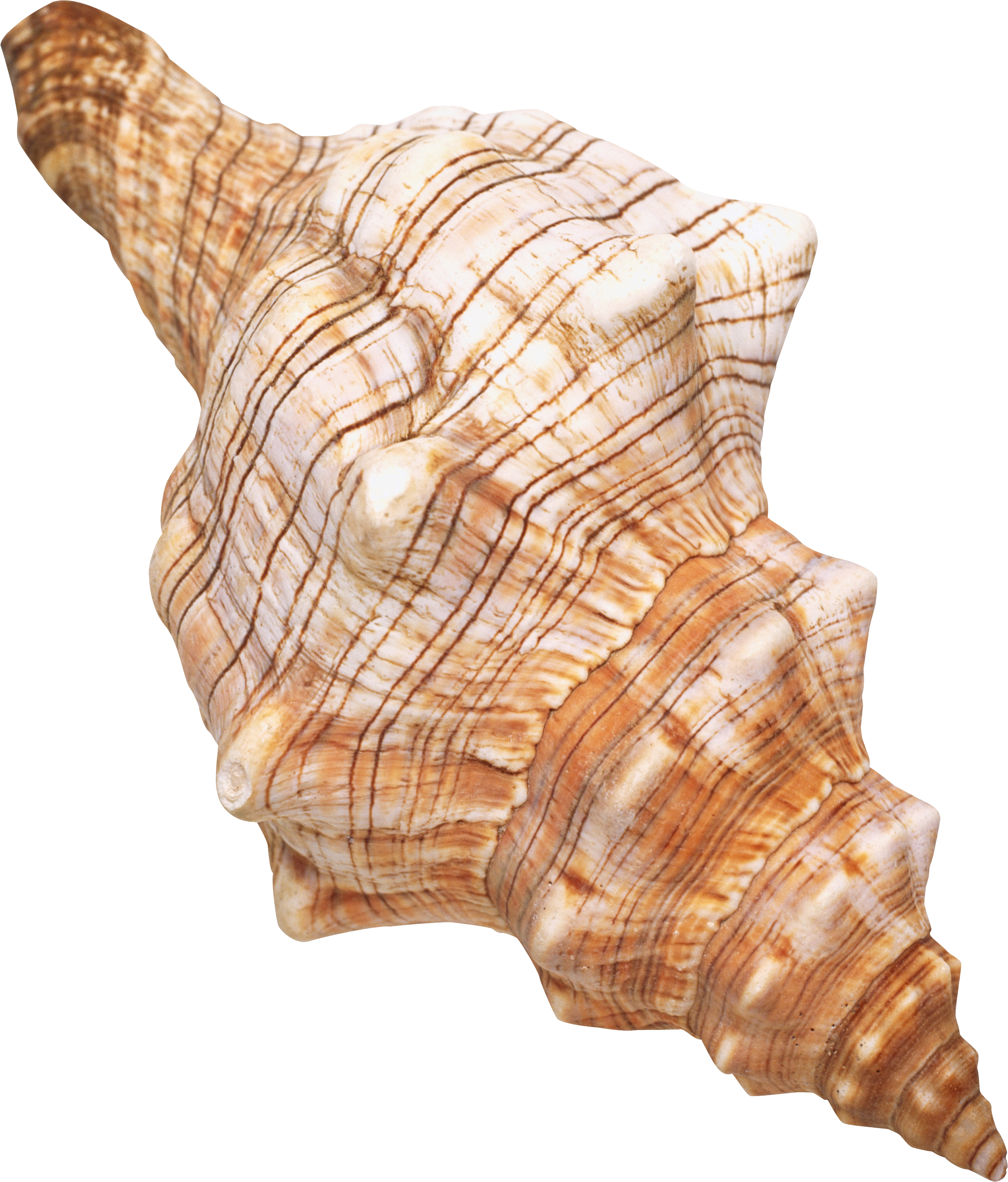Sea Conch Snail Shell PNG Free Download