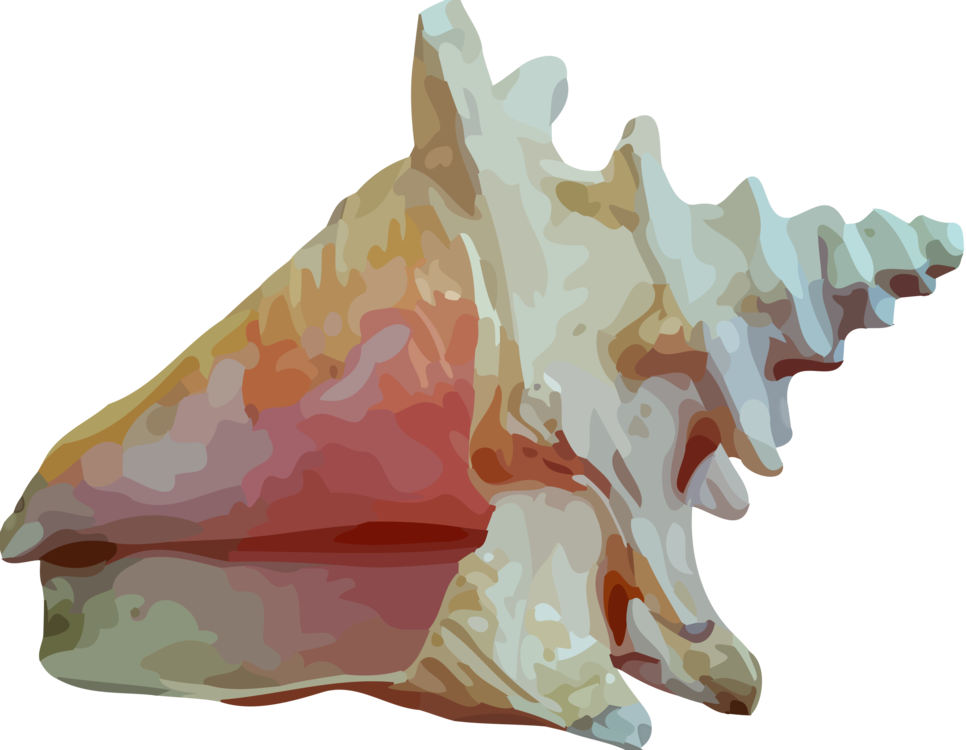 Concha de mar caracol shell PNG de alta calidad
