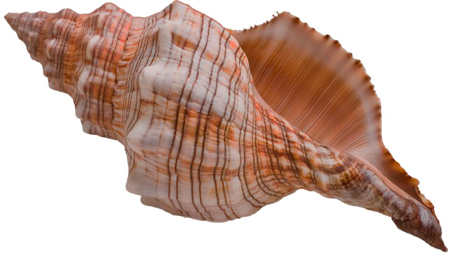 Sea Conch Snail Shell PNG Image Background