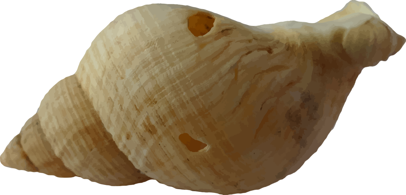 Sea Conch Snail Shell PNG Image