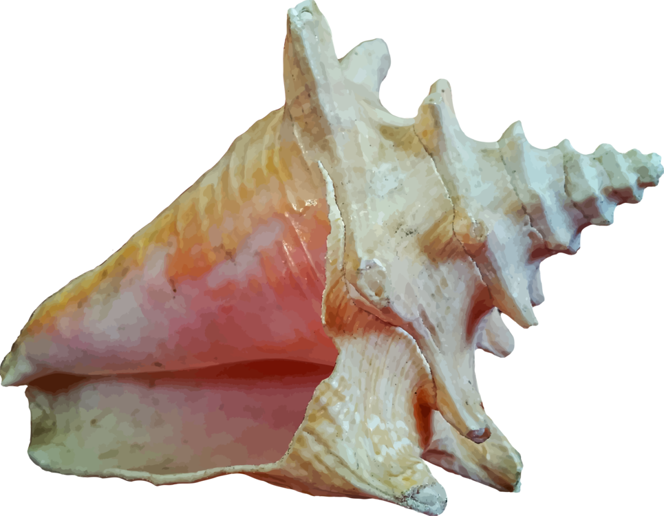 Sea Conch Snail Shell PNG Photo
