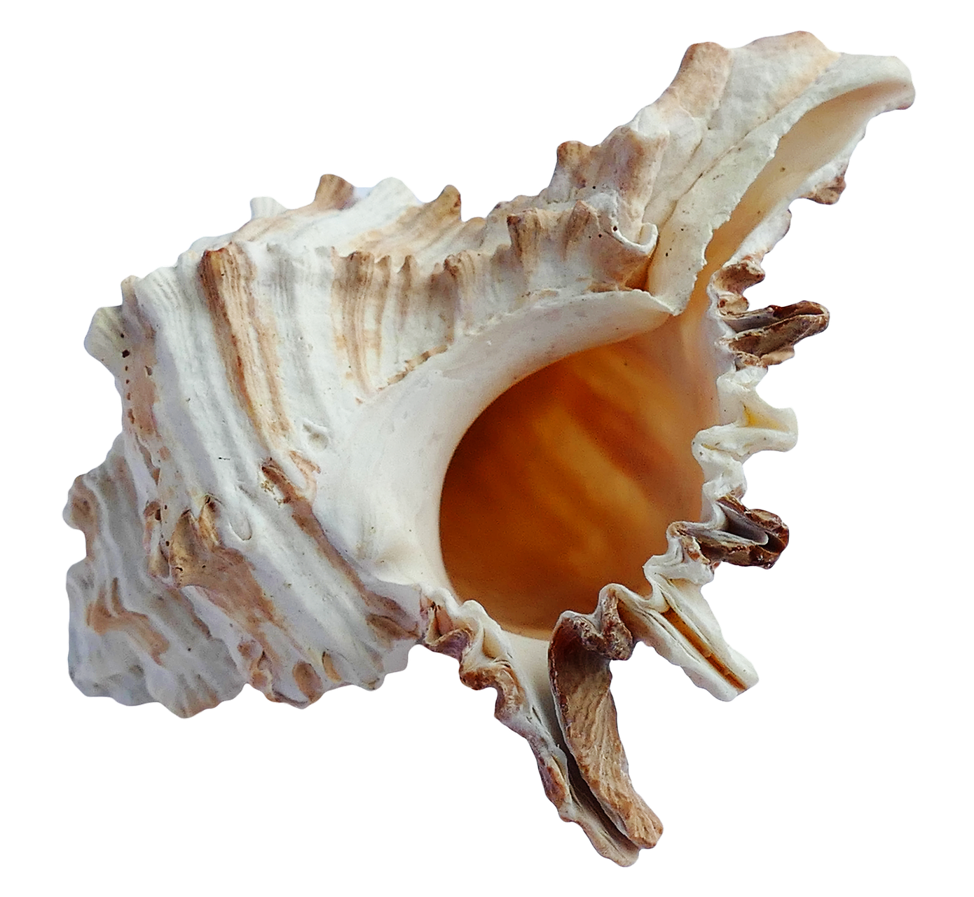 Sea Conch Snail Shell PNG Pic
