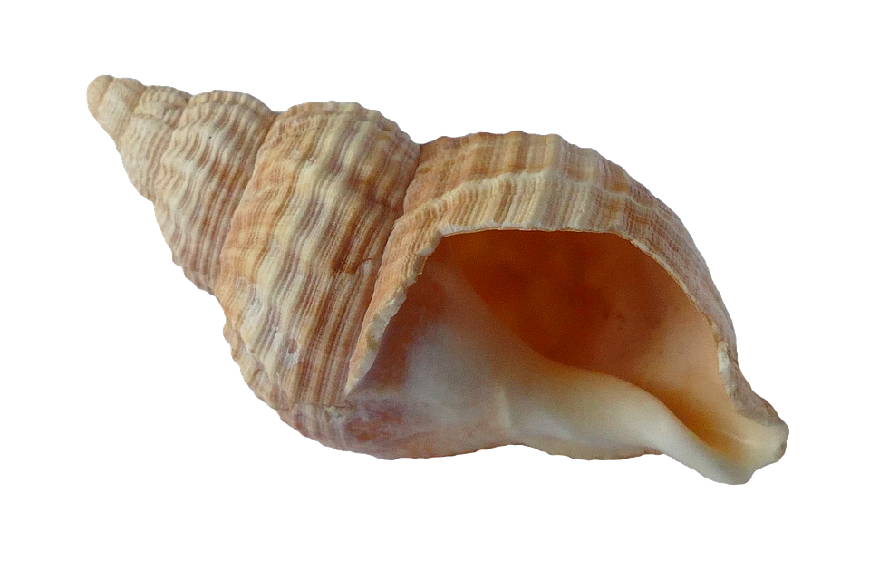 Sea Conch Snail Shell PNG Gambar