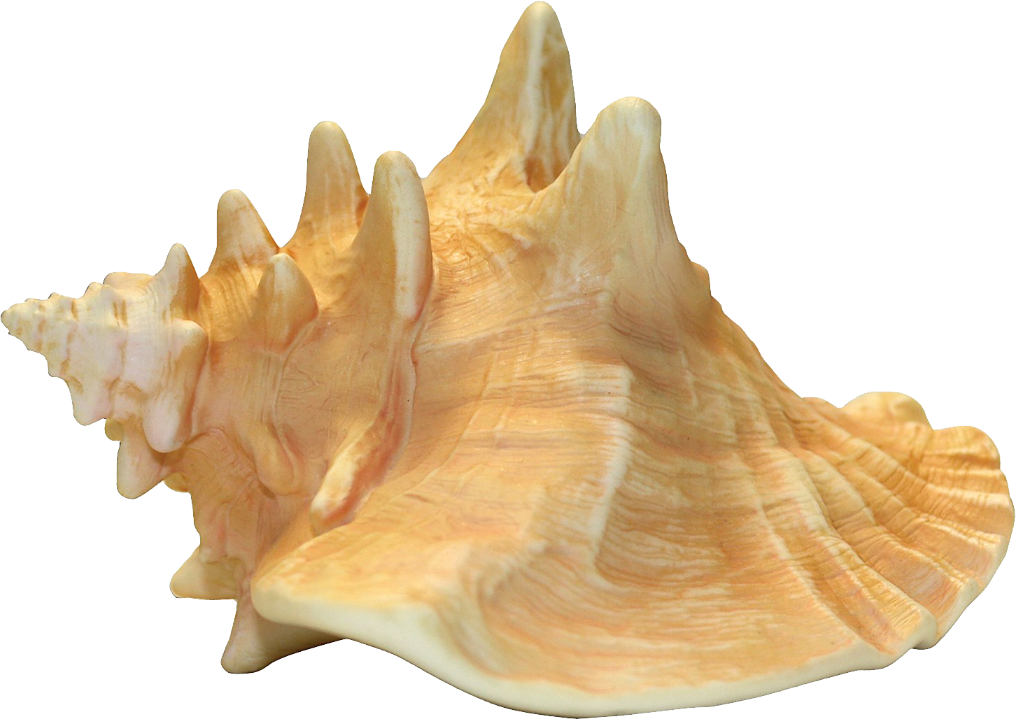 Sea Conch Snail Shell PNG Transparent Image
