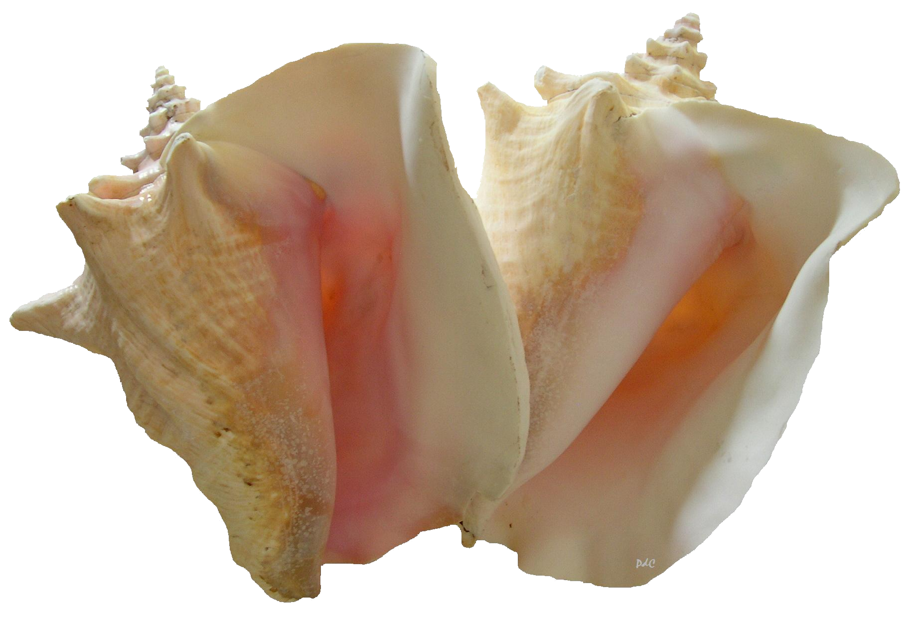 Concha de mar caracol fondo Transparente PNG