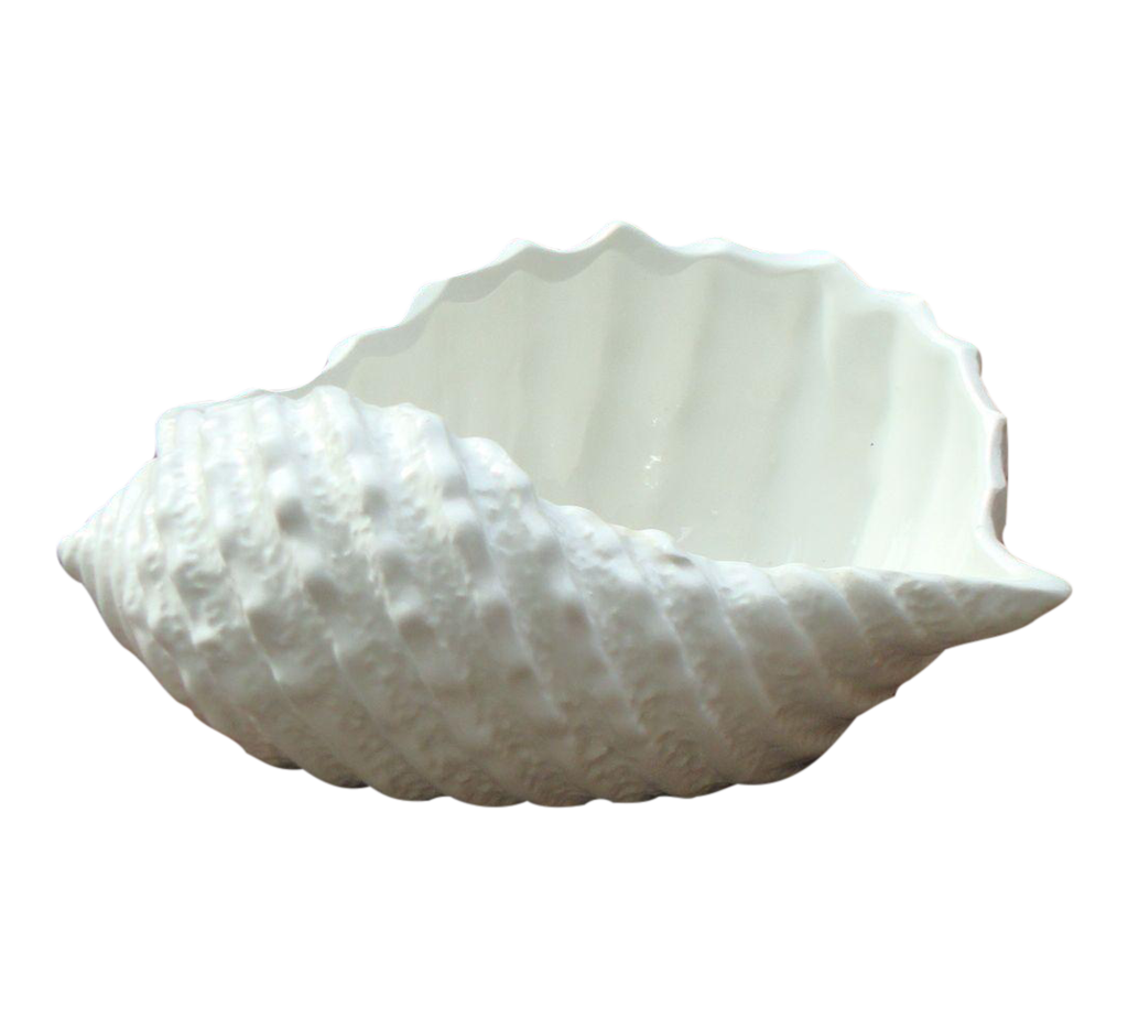 Sea Conch Snail Shell Transparent Image
