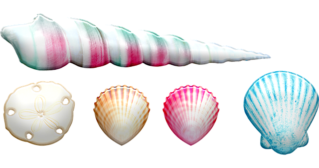 바다 가치 달팽이 껍질 투명 이미지