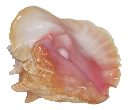 Sea Conch Transparent Background PNG