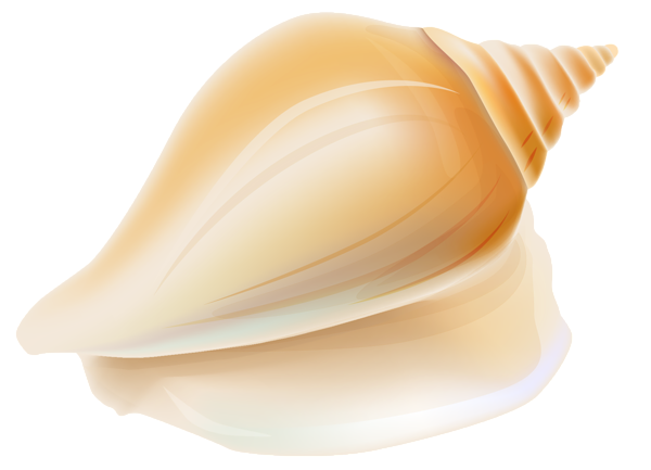 Sea Conch Transparent Image