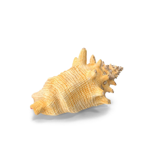 Sea Conch Transparent Images