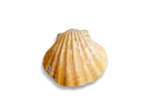 Seashell Conch Download Transparent PNG Image