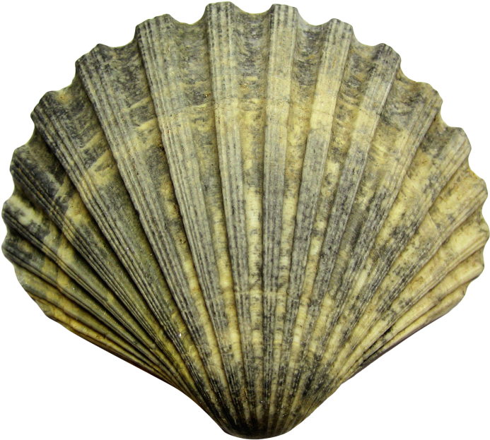 Seashell Conch Free PNG Image