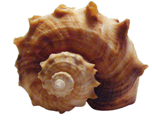 Seashell Conch PNG Background Image