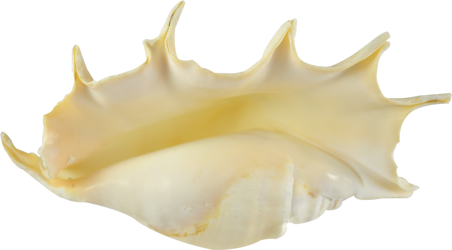 Seashell Conch PNG High-Quality Image