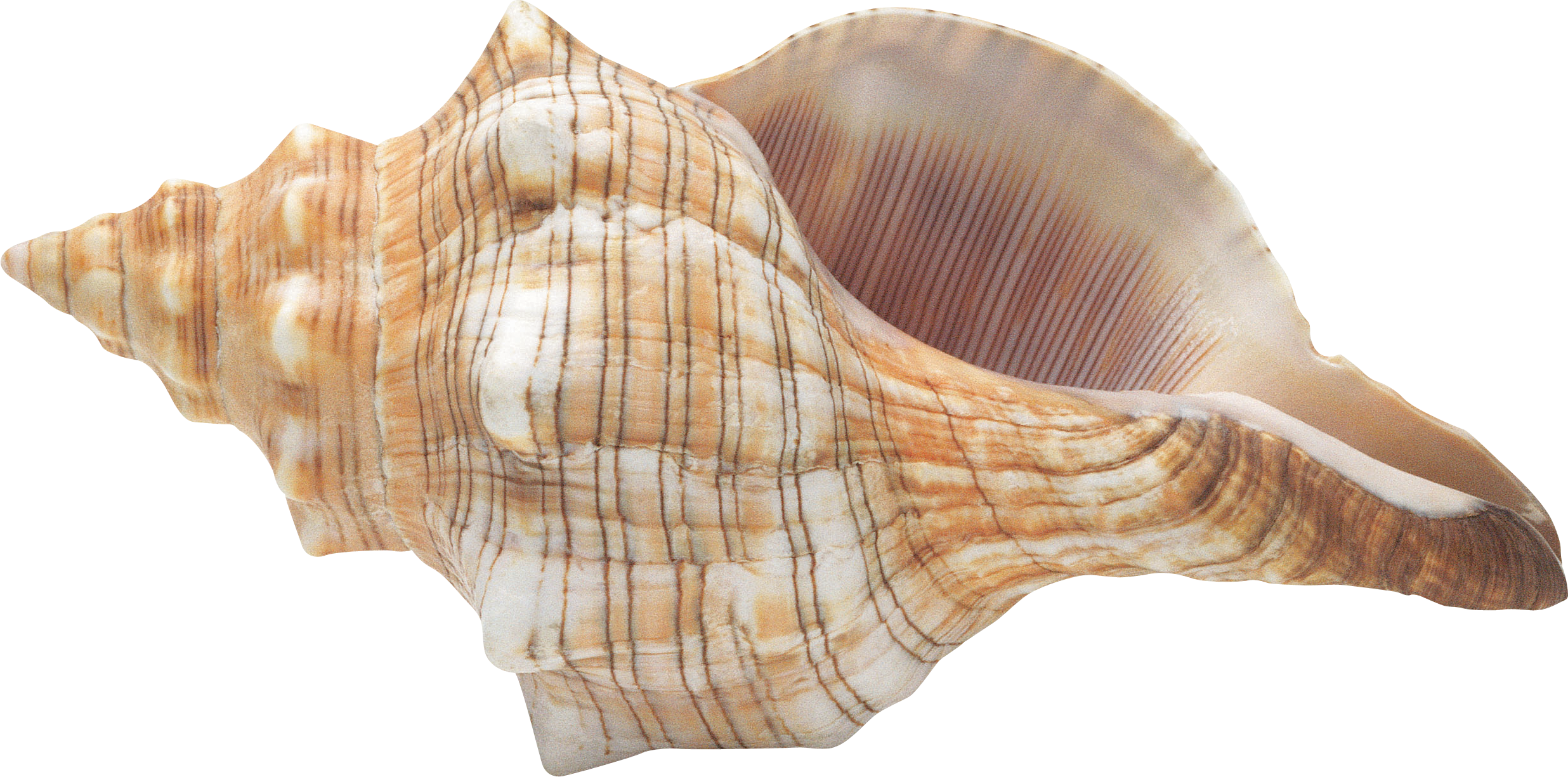 Seashell Conch PNG Image Background