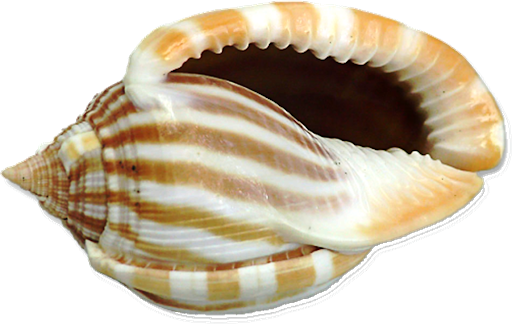Seashell Conch PNG Beeld Transparante achtergrond