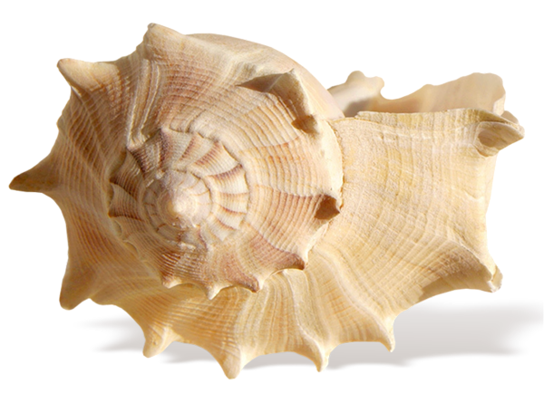 Imagem do Seashell Conch PNG
