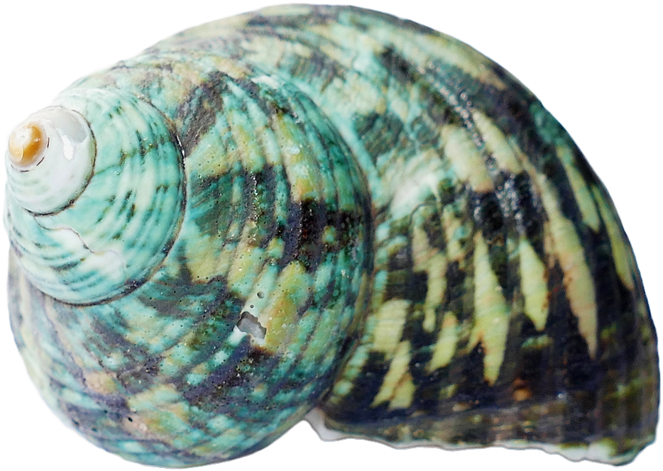 Seashell Conch PNG Transparant Beeld