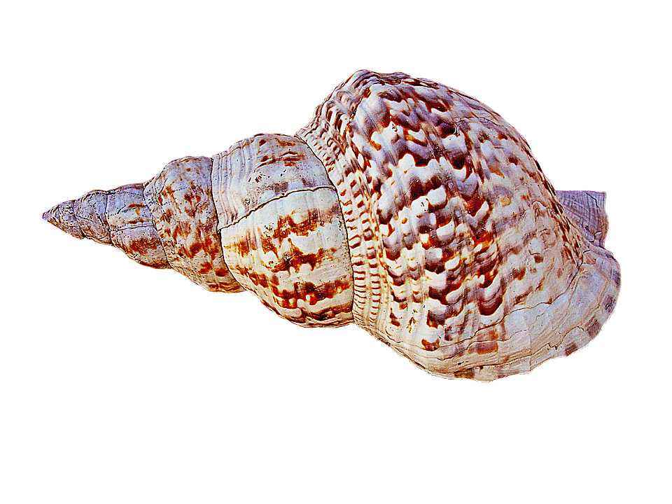 Seashell Conch Immagini trasparenti